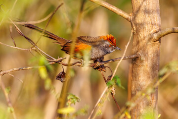 Wall Mural - A redhead bird sunbathing perched on a tree branch on a sunny winter morning