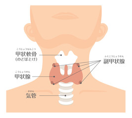 人間の身体★代謝・内分泌★甲状腺★文字あり