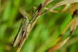ruff, grasshopper, field, autumn, konik polny