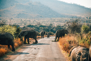 elephant in pilanesberg national park. on safari in south africa.