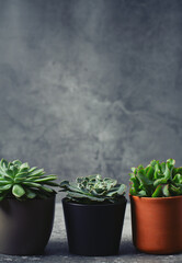 Poster - variety of succulent plants on grey surface. Empty space for your text.