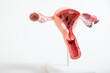 model of female reproductive system isolated on a white background