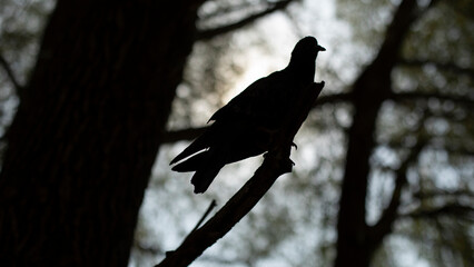 Pigeon on tree branch. Silhouette of pigeon on tree. One bird in summer.
