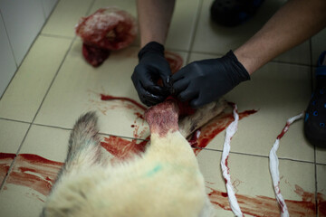 Veterinarian treats dogs paw. Doctor in black gloves. Blood in pet.