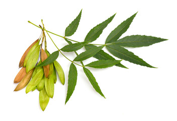 Fraxinus angustifolia, the narrow-leaved ash. Isolated on white