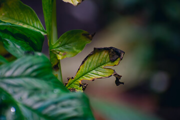 Wall Mural - Small small water drop fall on a green leaf close-up macro shot in india.