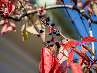 Wall Mural - red leaves