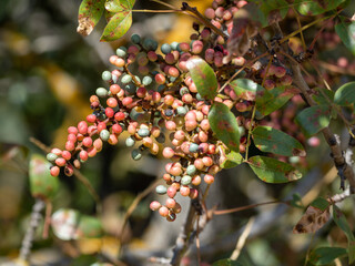 Wall Mural - red currant bush