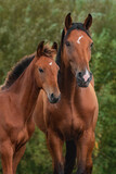 Fototapeta Konie - Portrait of two beautiful horses. Mare with a foal in summer.