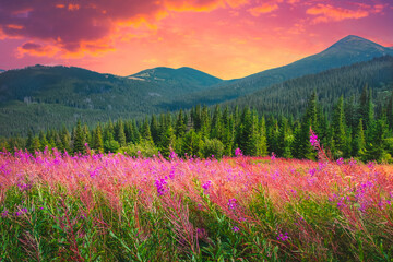 Wall Mural - Colorful sunset alpine flower meadow, pine tree forest, mountain range hills, bright pink sky. Beautiful nature landscape, fairy scene background. Travel, tourism. Carpathian mountains, Ukraine