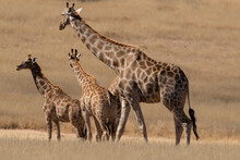 Girafe, Giraffa Camelopardalis, Parc National Du Kalahari, Afrique Du Sud