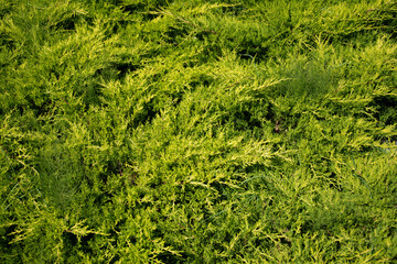 Wall Mural - vegetation located in the park in Bistrita ,Prundu Bargaului,Romania,