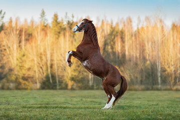 Wall Mural - Beautiful horse rearing up in the field in autumn