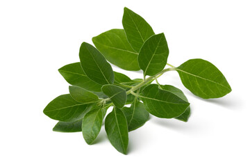 Wall Mural - Twig of green ashwagandha plant isolated on white background