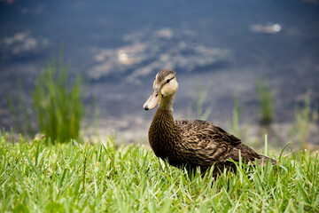 Duck on grass 