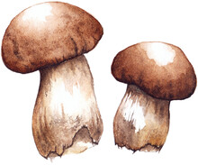 Watercolor Two Pair White Porcini Mushrooms Isolated