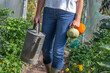 © JPC-PROD - Woman - Harvest in the organic vegetable garden