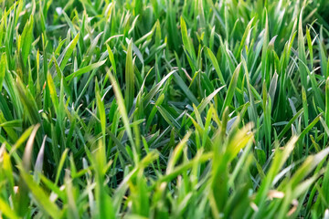 Bright summer background with fresh grass. Sunny morning in the park