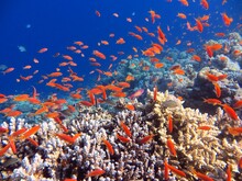 Red Sea Fish And Coral Reef Of The Blue Hole Dive Spot In Egypt
