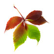 Multicolor autumn grapes leaf