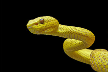 Sticker - Yellow viper snake isolated on black background, animal closeup