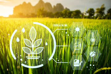 Paddy rice field with digital info for checking the technology system in gardening, farming, icon farmer technology, innovation for smart farming systems. 