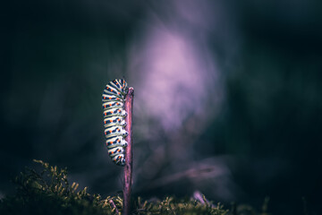 close-up of swallowtail butterfly caterpillar