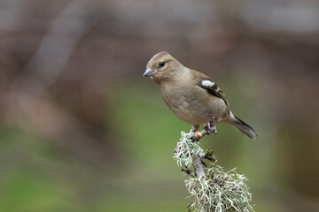 Aufkleber - a portrait of a female chaffinch, Fringilla coelebs, as she is perched on a lichen covered branch. The background is natural and out of focus