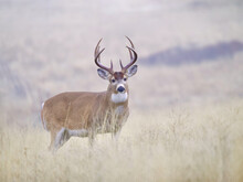 Whitetail Deer Buck Standing Alert In A Natural  Grassy Meadow During The Autumn Breeding Season
