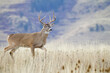 Very large Whitetail Deer buck walking across a natural meadow during the fall hunting season