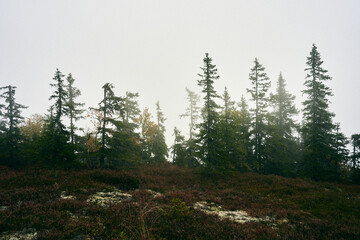 Wall Mural - Foggy primeval forest. Image from a trip to the Svartdalstjerna Forest Reserve of the Totenaasen Hills, Norway, in autumn.