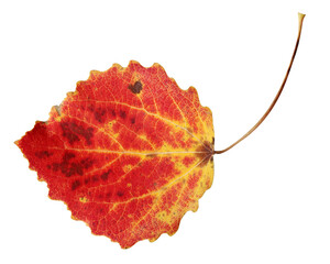 Wall Mural - red aspen leaf. autumn foliage. herbarium.