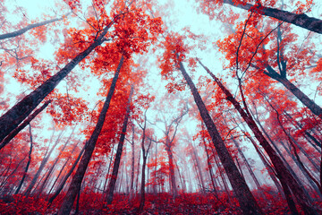 a grove of red maple trees reach into the sky of an autumn forest with fall colored leaves.