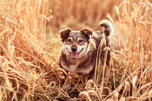 Cute Dog Walks On A Field Of Ripe Wheat Ears On A Sunny Summer Day And Smiles