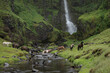Herd of Icelandic horses crossing a stream in front of a waterfall