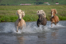Three Icelandic horses running through a river