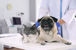 © New Africa - Veterinarian examining cute pug dog and cat in clinic