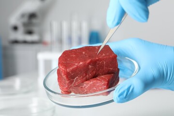 Wall Mural - Scientist with tweezers examining piece of raw cultured meat in laboratory, closeup