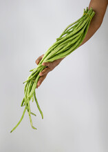 Fresh Yard Long Beans Or Chinese Long Beans (Vigna Unguiculata Subsp. Sesquipedalis) Isolated On Hand.