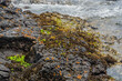 Colorful grass and seaweed growing on volcanic rock on ocean shore.