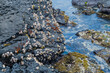 Colony of barnacles on formation of volcanic rock on seaside shoreline.