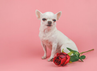  white short hair  Chihuahua dog looking at camera, sitting by  red rose on pink background. Funny  pets  and Valentine's day concept