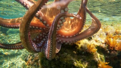 Wall Mural - Underwater slow motion video of beautiful octopus swimming in tropical exotic bay coral reef