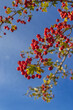 Czerwone owoce głogu w jesiennym słońcu, w tle błękitne niebo.