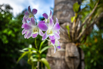 Wall Mural - Pink purple Phalaenopsis orchid flower on bokeh of green leaves background. Beautiful closeup tropical park or garden. Nature concept for design