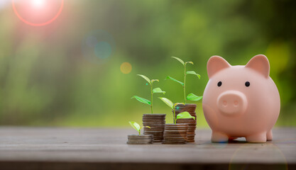 Wall Mural - Money coin stack growing graph with piggy bank saving concept. business finance and saving money investment, plant growing up on coin. Balance savings and investment. save retirement for interest idea
