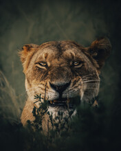 Portrait Of A Lioness