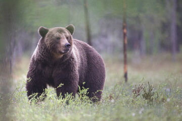 kuhmo, finland; june, 2022. photography of brown bear (ursus arctos) in the wild in the kuhmo region