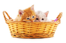 Two Kittens In A Basket.