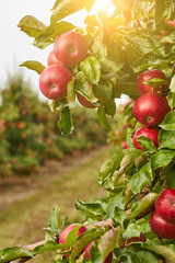 Wall Mural - picture of a Ripe Apples in Orchard ready for harvesting,Morning shot